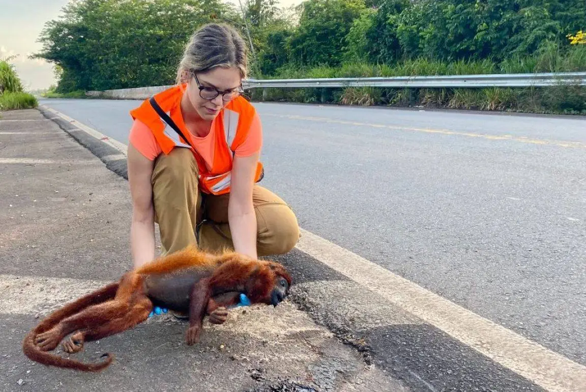 Pesquisadora Fernanda Abra recolhe animal atropelado na BR-174