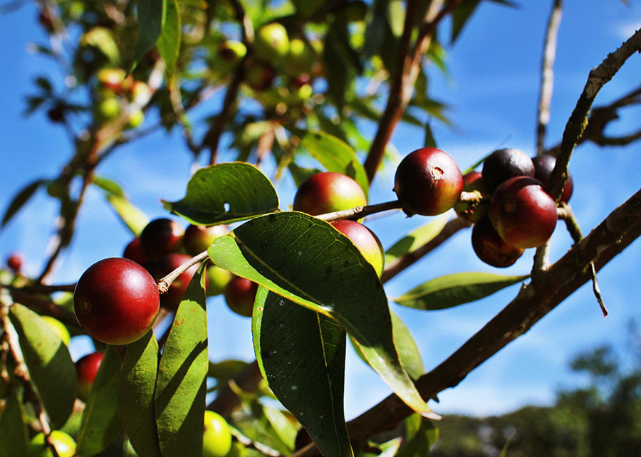 A pesquisa focou em aproveitar resíduos de camu-camu para formular farinhas enriquecidas, beneficiando a agricultura familiar