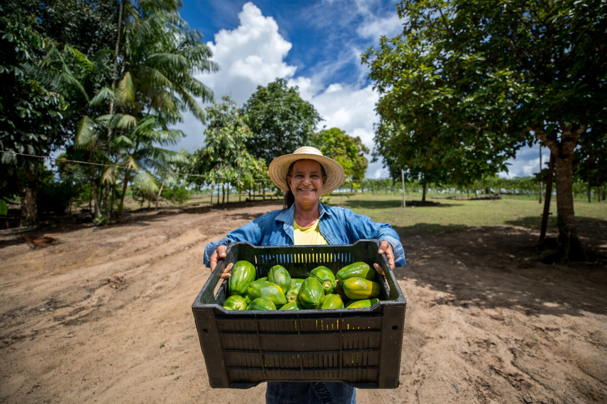 Pronaf investimentos em agricultura familiar crescem 21,49% no amazonas