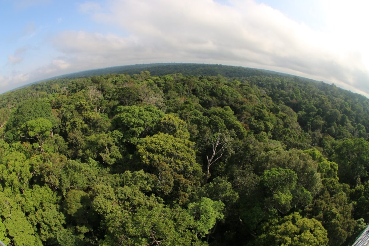 Índice de arborização de Manaus