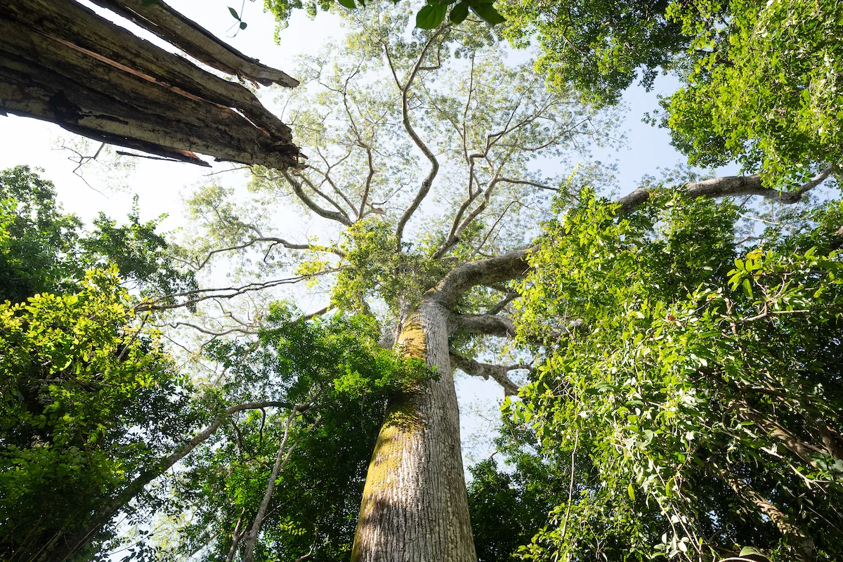 Desmatamento cai no Amazonas, mas queimadas e poluição mantêm alerta ambiental