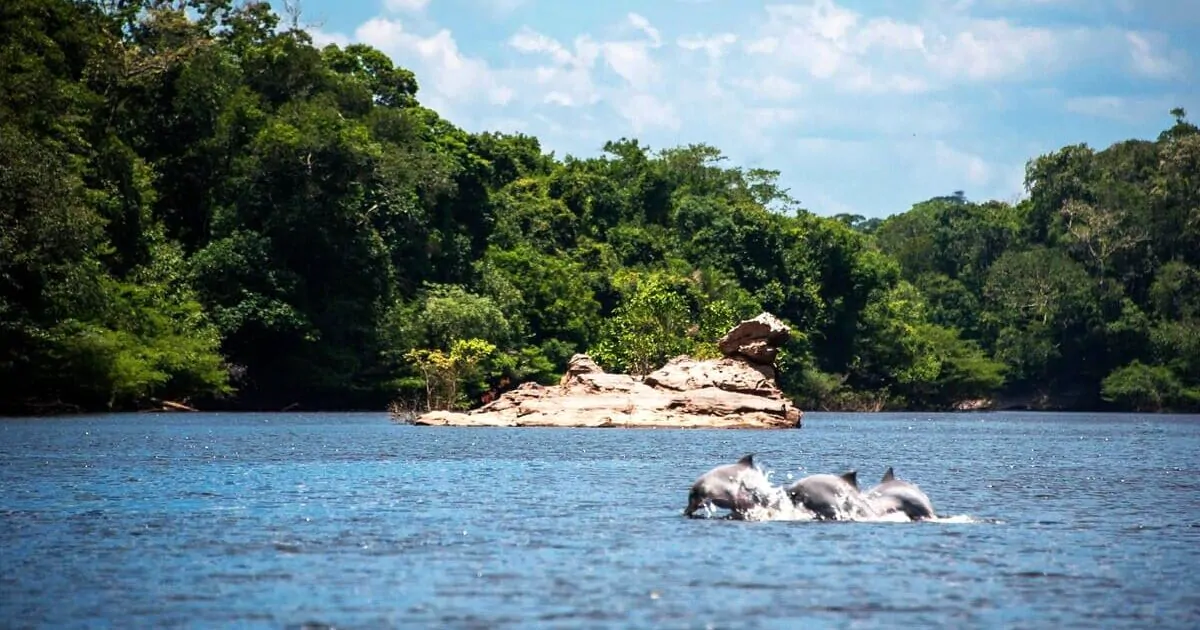Parque Nacional do Jaú (Foto: Josangela Jesus)