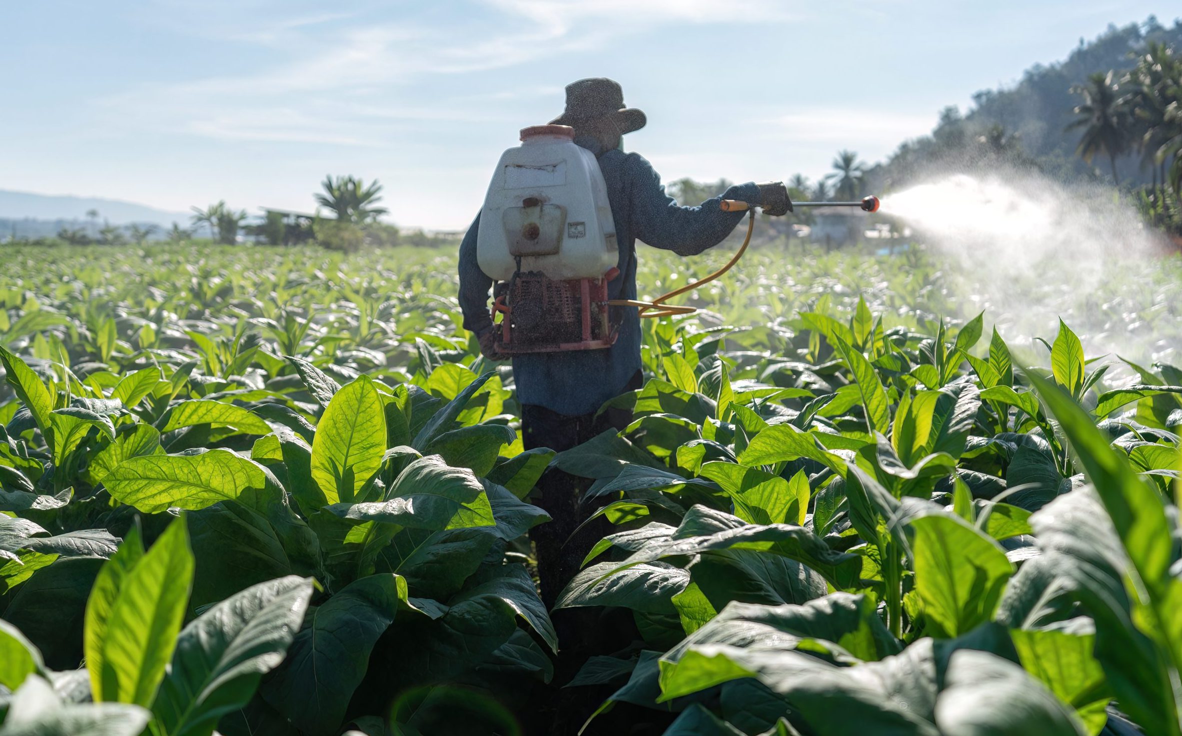 IA entra no campo e acelera combate a pragas que afetam a produtividade no plantio