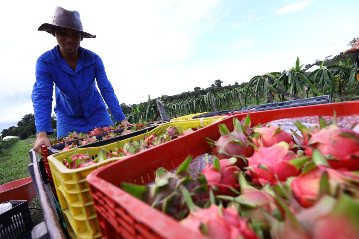 Produção artesanal de pitaya