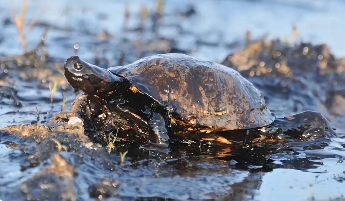 Poluição compromete fauna aquática em Coari