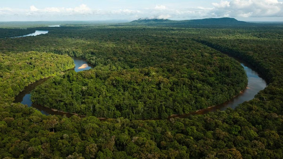 O Restaura Amazônia foi lançado em dezembro de 2023 pelo BNDES e pelo Ministério do Meio Ambiente (MMA) como parte do Plano Nacional de Recuperação da Vegetação Nativa (Planaveg 2025-2028)