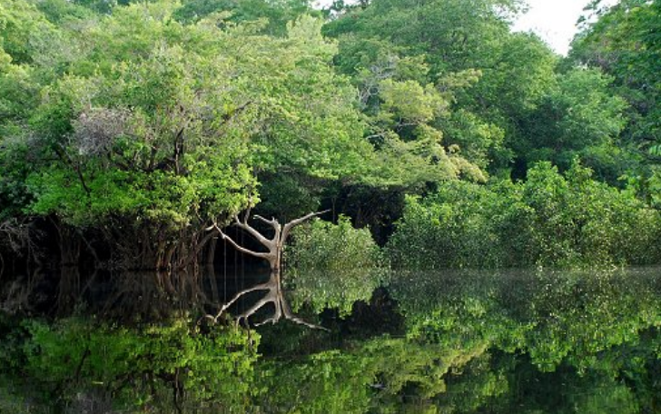 Floresta Nacional (Flona) do Jatuarana, localizada em Apuí, no sul do Amazonas.