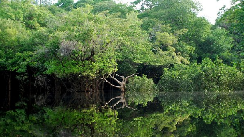 Governo lan&ccedil;a edital para concess&atilde;o de floresta no Amazonas que pode gerar  R$ 32,6 mi por ano