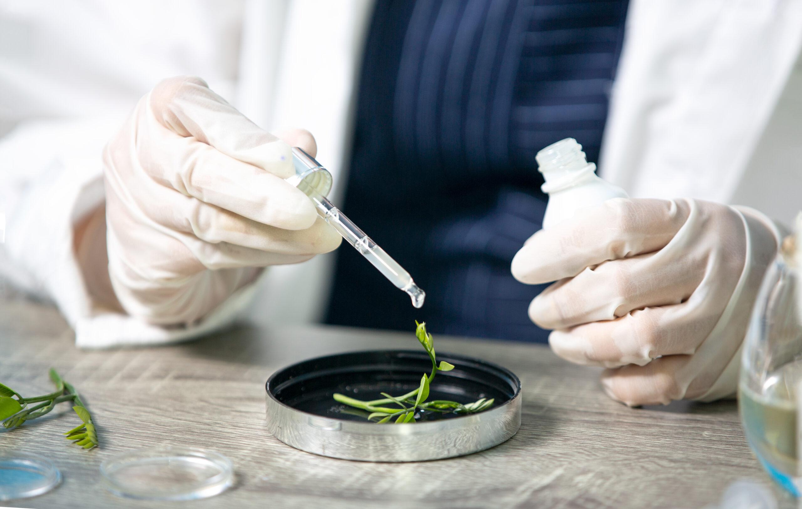 Amazonas levará Plano de Bioeconomia à COP30 com foco no patrimônio genético