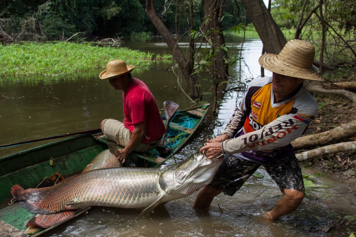 Dois pescadores artesanais do Amazonas, em uma canoa, seguram um pirarucu às margens de um rio amazônico.