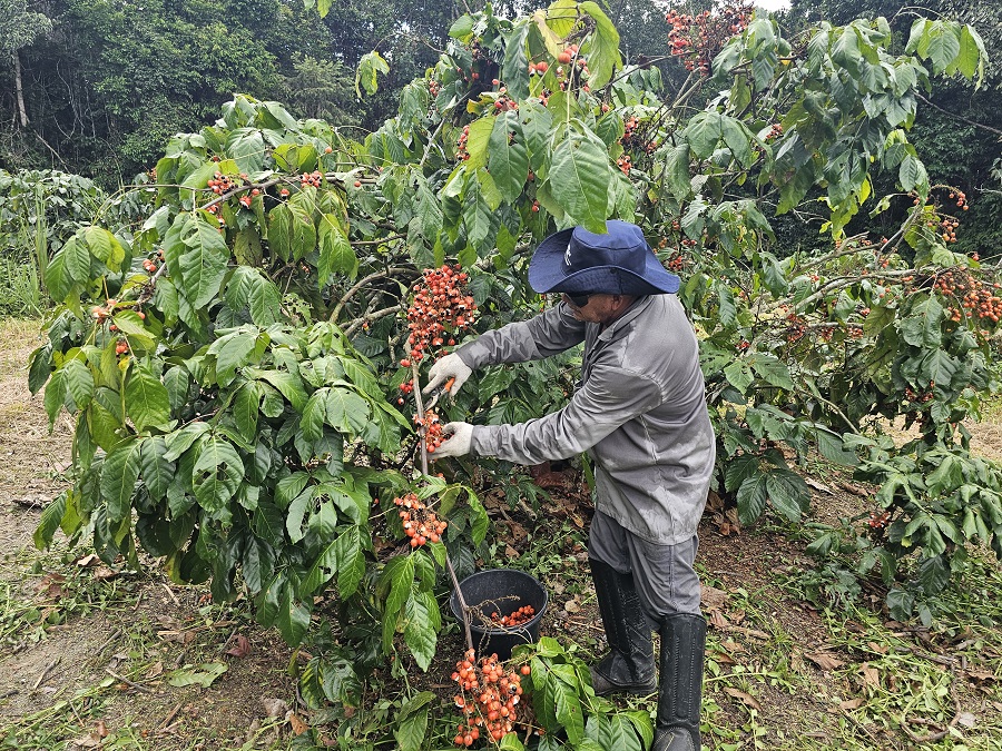 Produtor colhe frutos de guaraná em área de cultivo no interior do Amazonas.