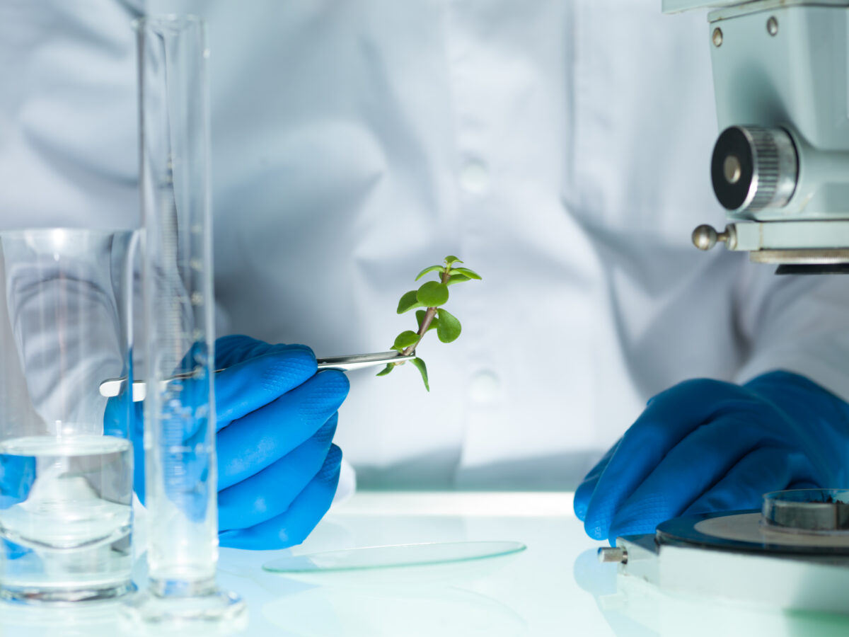 Cientista com luvas azuis analisa uma pequena planta sob microscópio em laboratório
