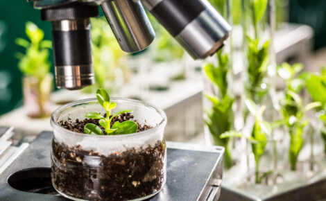 pirataria de sementes,bioeconomia