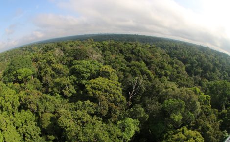 Foto floresta Amazônica
