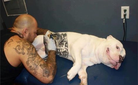 Animal de estimação sendo tatuado. (Foto: Reprodução)