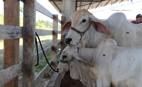 FOTOS: Divulgação/Adaf