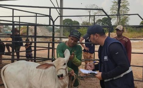 Medida é necessária devido a foco da doença identificado em Urucará. (Foto: Divulgação/Adaf)