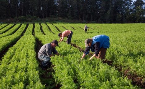 agricultura familiar