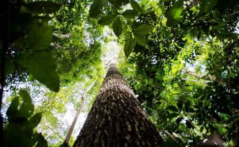 Estudo científico estima pela primeira vez os custos mínimos para a conservação da Amazônia Brasileira (Foto: Marcelo Casal/ABr)