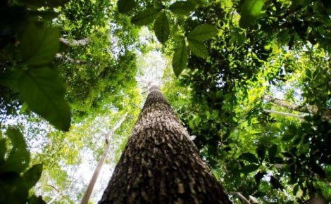Biodiversidade amazônia (Foto: Marcelo Camargo/Agência Brasil)