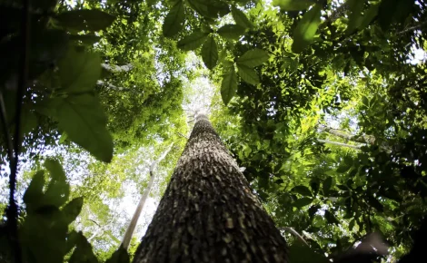 A bioeconomia é vantagem competitiva na transformação ecológica - (Foto: Marcelo Camargo/ Agência Brasil)
