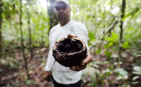 A ideia central da bioeconomia é desenvolver atividades econômicas centradas no uso sustentável dos recursos naturais. (Foto: InfoAmazônia)