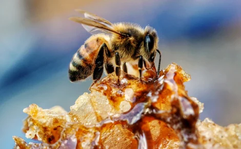 Bzzzzz-Nao-o-mel-nao-e-feito-do-vomito-das-abelhas