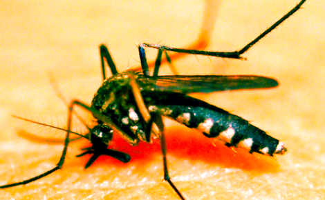 CAPA DENGUE