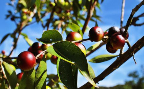A pesquisa focou em aproveitar resíduos de camu-camu para formular farinhas enriquecidas, beneficiando a agricultura familiar