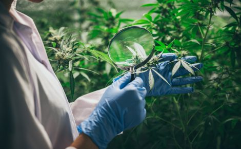 Anvisa autoriza Embrapa a realizar pesquisas sobre o cultivo de Cannabis