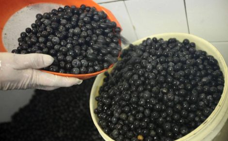 O carvão feito do caroço do açaí é um projeto que visa garantir o acesso à água potável em regiões remotas (Foto: Rodolfo Oliveira/ Agência Pará)