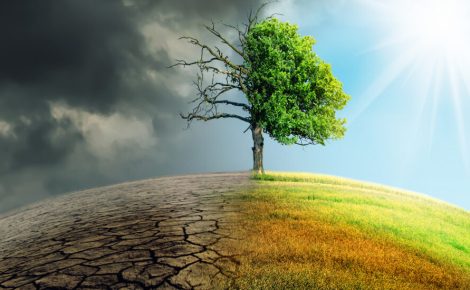 Inpa participará de debates durante a COP30, que será realizada em Belém