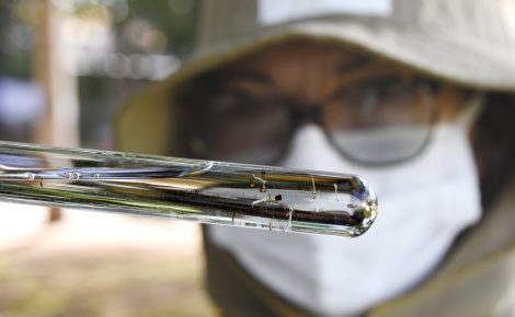 O país registrou um recorde de casos de dengue neste ano, superando os números de 2023 (Foto: Divulgação/Ministério da Saúde)