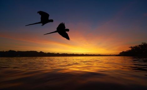 Desde 2013, Noruega já doou mais de R$ 3 bilhões para o Fundo Amazônia (Foto: