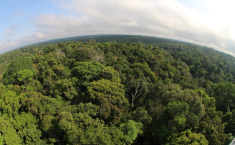 Índice de arborização de Manaus