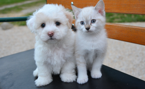 A implementação da proposta permitirá que as pessoas físicas destinem parte do imposto devido para as entidades protetoras dos animais - Foto: Reprodução/Canva