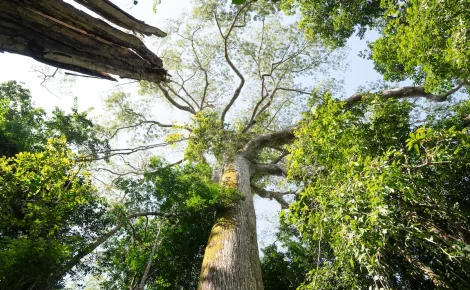 Desmatamento cai no Amazonas, mas queimadas e poluição mantêm alerta ambiental