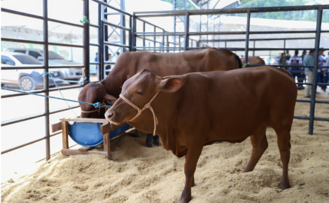 Além da exposição e venda de animais, a Expoagro conta com uma extensa programação formativa e cultural Foto: Isaac Maia/Sepror