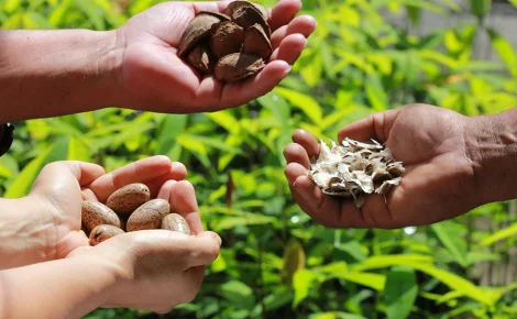 Três pessoas exibem nas mãos diferentes sementes da floresta amazônica, representando a biodiversidade e o potencial produtivo da região.