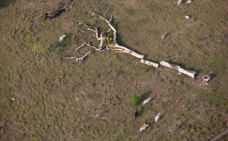Fazenda Nossa Senhora das Cachoeiras do Ituxi, em Lábrea - AM