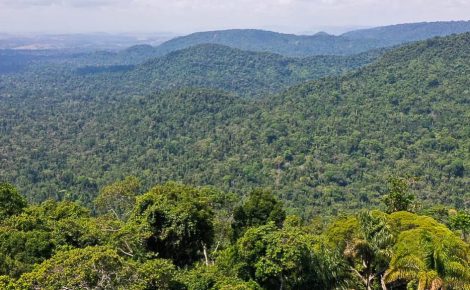 Maioria das espécies da Floresta de Carajás é essencial para manter equilíbrio ecológico e climático. (Foto: TV Brasil/Agência Brasil)