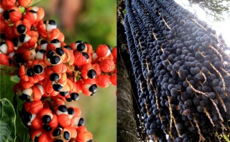 Guanará e Açaí