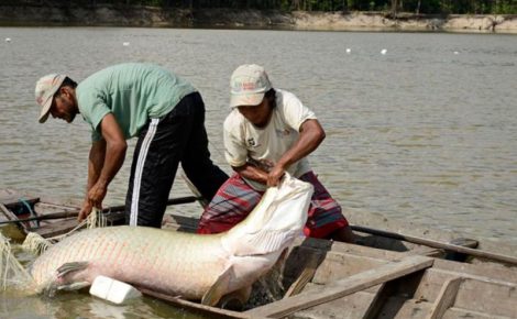 Manejo-do-peixe-pirarucu