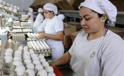 Produção de ovos
