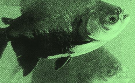 PEIXESSS
