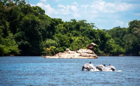 Parque Nacional do Jaú (Foto: Josangela Jesus)