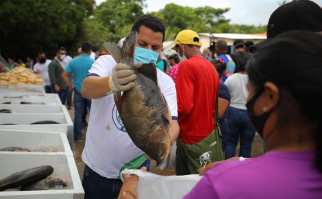 Tambaquis criados em viveiros