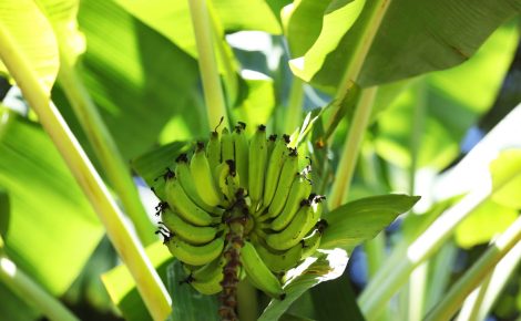 A plantação de banana é uma das principais atividades agrícolas no Amazonas (Foto: ecretaria de Estado de Comunicação/ Aline Ellen Duarte de Sousa-Arquivo Pessoal)
