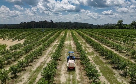 Plantação de laranjas em Rio Preto da Eva, no Distrito Agropecuário da Suframa