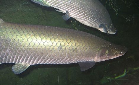 Pirarucu, um peixe amazônico